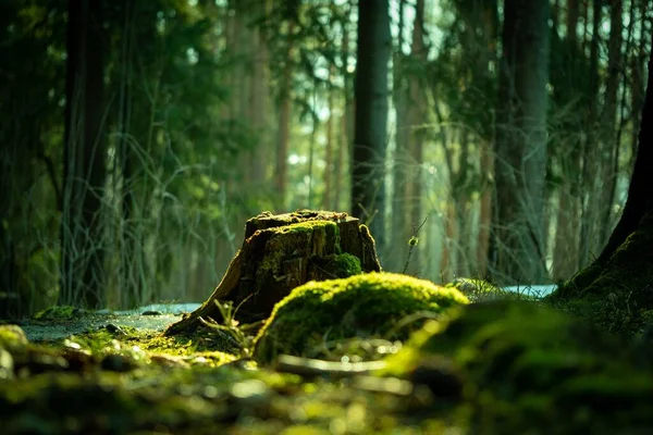 Vista Panorámica Bosque Verde — Foto de Stock