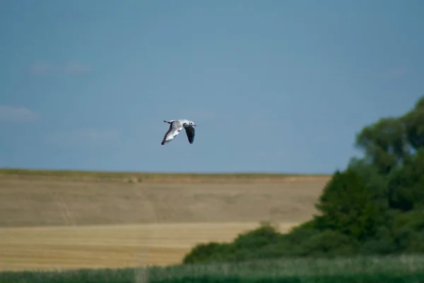 Black Headed Gull Flapping Its Wings Flight Yellow Green Field — Stock Photo, Image