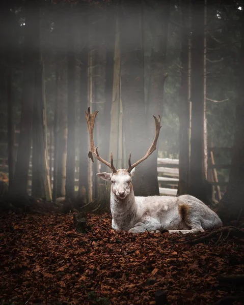 Függőleges Fehér Lehullott Levelek Egy Nemzeti Parkban Cseh Köztársaság Egy — Stock Fotó