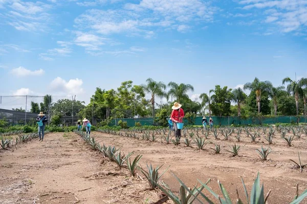 Farmers Work Agave Jima Field Take Tequila Factory Tequila Jalisco — Stock Photo, Image