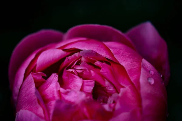 Egy Közeli Kép Rózsaszín Bazsarózsa Rügyről — Stock Fotó