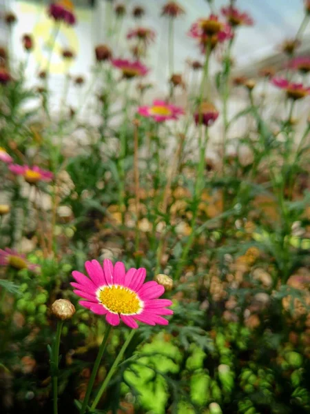 Egy Függőleges Felvétel Egy Gyönyörű Lila Virágról Ami Virágzik Mezőn — Stock Fotó