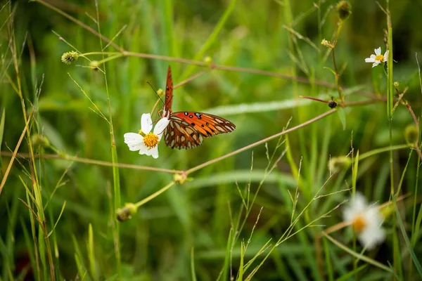Makró Egy Narancssárga Pillangóról Egy Fehér Virágon Mezőn — Stock Fotó