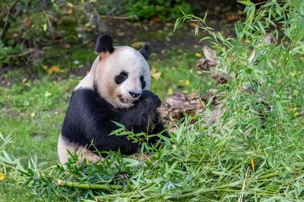 Genç Bir Dev Panda Çimenlerde Bambu Yiyor Portre — Stok fotoğraf