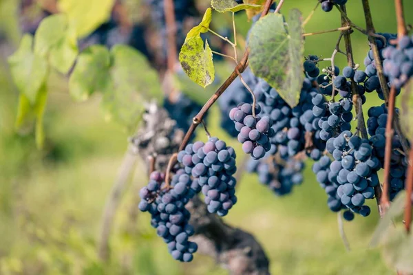 Een Close Shot Van Verse Biologische Druiven Wijnstok Tak Zonlicht — Stockfoto