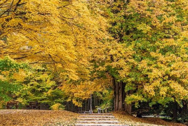 Eine Schöne Landschaft Von Einem Spazierweg Ruhigen Gelben Herbstwald — Stockfoto