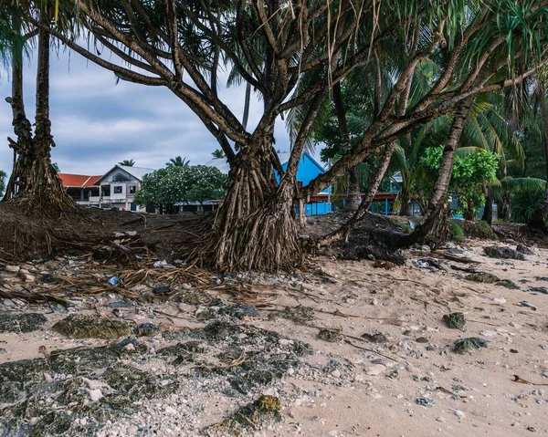 Árboles Que Han Plantado Largo Zona Costera Para Ayudar Prevenir — Foto de Stock