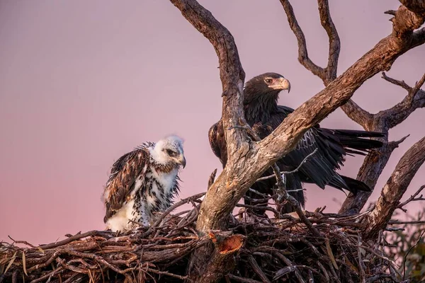 Una Hermosa Madre Águila Cola Cuña Con Hijo Pequeño Nido —  Fotos de Stock