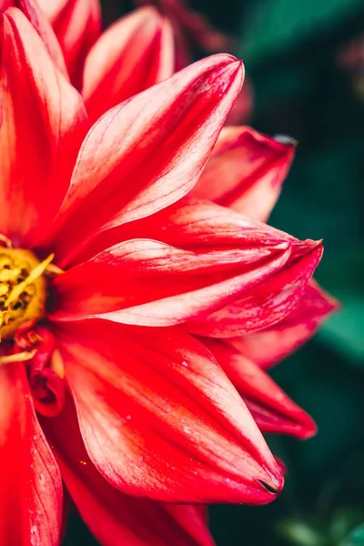 Eine Nahaufnahme Einer Roten Dahlienblüte Garten — Stockfoto