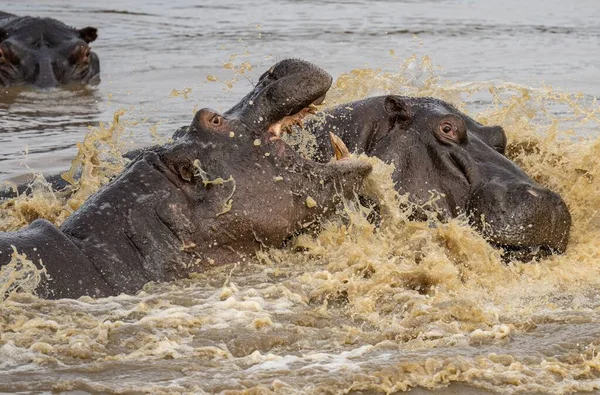 Primer Plano Hipopótamos Safari — Foto de Stock