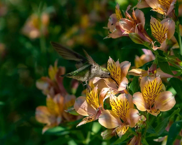 Közelkép Egy Kolibriről Amint Nektárt Eszik Egy Virágból — Stock Fotó