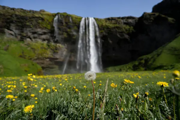 Field Delicate Dandelions Seljalandsfoss Waterfall Iceland Blurred Background — Stock Photo, Image