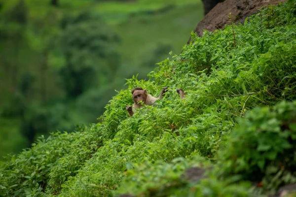 Closeup Shot Small Adorable Monkey Hiding Plants — Stock Photo, Image