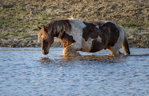 怀俄明州科迪市Mccullough Peaks地区一匹棕色野马站在池塘水面上 — 图库照片