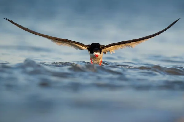 A beautiful Black Skimmer flying over the calm lake water