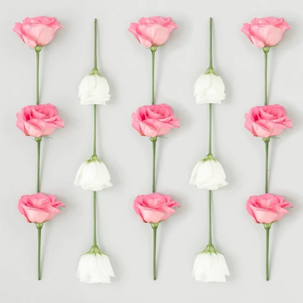 Wzór Białych Różowych Róż Białym Tle — Zdjęcie stockowe
