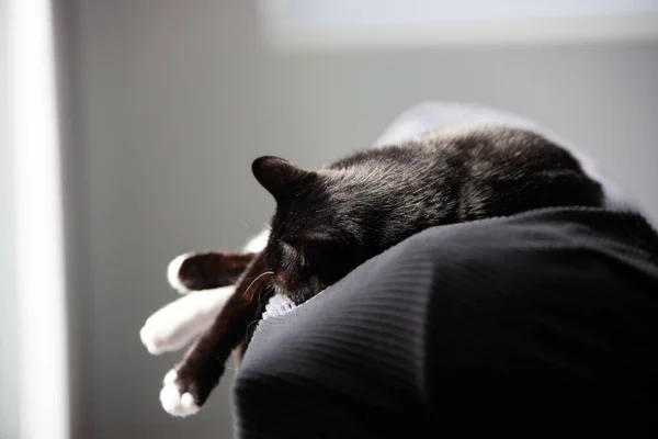 Černá Kočka Bílé Tlapky Odpočívající Gauči Zatímco Opalování Poledne Nejvíce — Stock fotografie