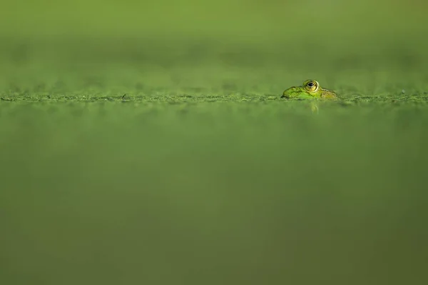 Das Grüne Auge Eines Frosches Der Unter Das Wasser Guckt — Stockfoto