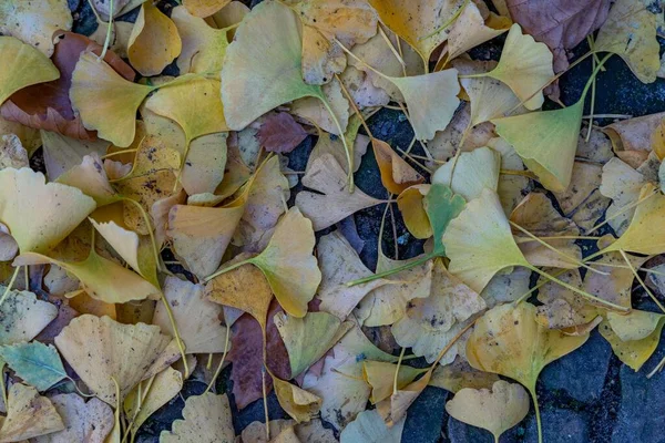 Top View Colorful Fallen Leaves Ground — Stock Photo, Image