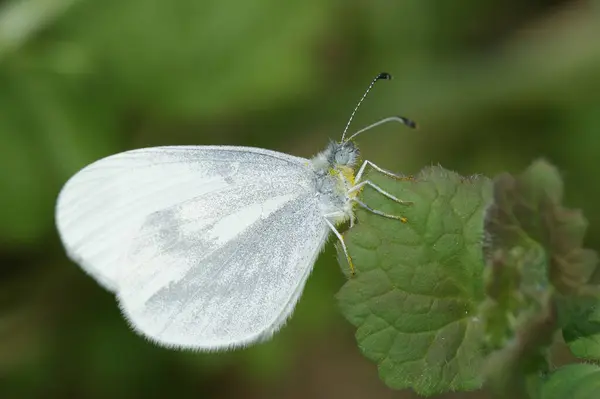 Makro Strzał Leptidea Duponcheli Biały Motyl Zielonym Liściu — Zdjęcie stockowe