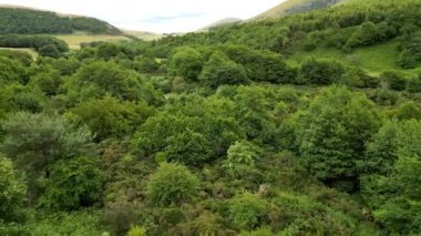 Tepelerdeki yeşil bir ormanın havadan görünüşü