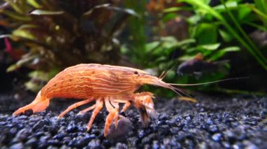 Bambu karidesine yakın çekim, Atyopsis moluccensis..