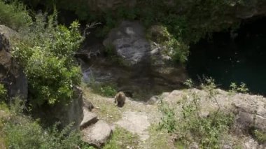 Nehrin yakınındaki bir kayanın üzerinde oturan bir maymunun güzel manzarası..