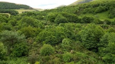 Yoğun yeşil ağaçlarla çevrili bir nehrin havadan görünüşü