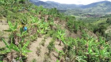 Belen de Umbria, Kolombiya 'daki yeşil muz ekinlerinin havadan görünüşü