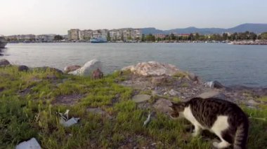 Sahilde balıkla oynayan bir kedi..