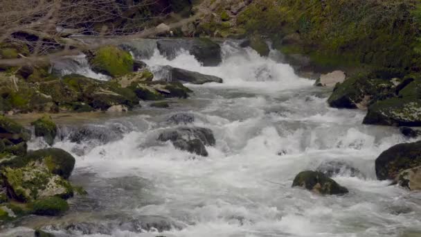 Lassított Felvétel Egy Áramló Sziklás Patakról Erdőben — Stock videók