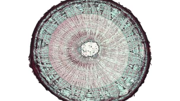 Spójrz Przekroje Cięcia Łodygi Roślin Komórki Pod Mikroskopem Naukowym Animacji — Wideo stockowe