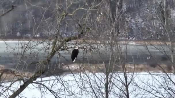 須磨川の雪岸にある裸の木の枝には鷲が描かれている — ストック動画
