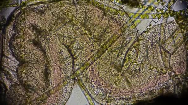 Uma Olhada Microrganismo Sob Clipe Vídeo Microscópio — Vídeo de Stock