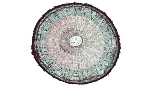 Погляньте Поперечний Розріз Рослинних Стовбурових Клітин Під Науковою Анімацією Мікроскопа — стокове відео