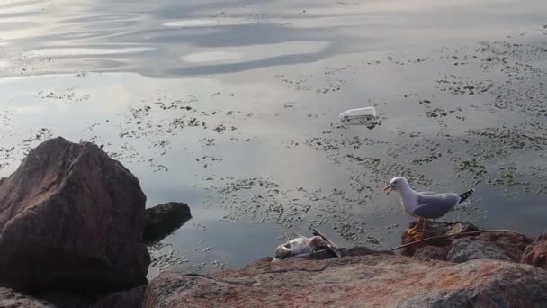 一只死了的海鸥躺在地上 一只想吃它的活海鸥 — 图库视频影像