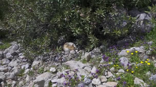 Прекрасний Вид Кота Сидить Скелях Під Деревом Шефшауені Марокко — стокове відео