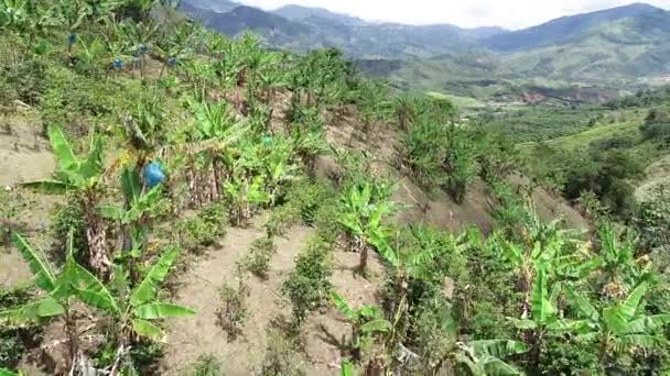 Eine Luftaufnahme Von Grünen Bananenplantagen Belen Umbria Kolumbien — Stockvideo