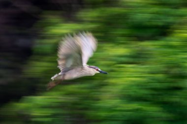 Bulanık yeşil arka planda hareket eden siyah taçlı bir balıkçıl.