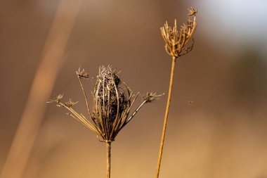 Bulanık bir arkaplanda kurumuş yaban havucu (Daucus caroa) çiçeklerinin seçici yakın çekimi