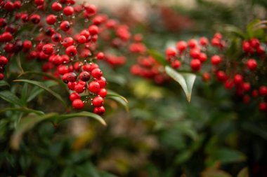 A selective focus shot of red berries on sacred bamboo shrub clipart