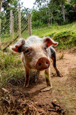 Çiftlikteki şirin bir domuz yavrusunun dikey yakın çekimi.