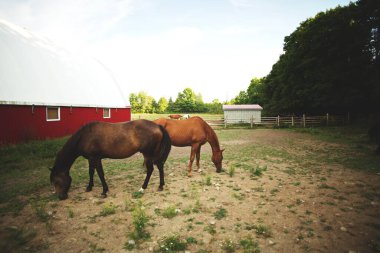 Kanada, Ontario 'da yeşil ağaçların olduğu bir ahırda otlayan şirin atlar.