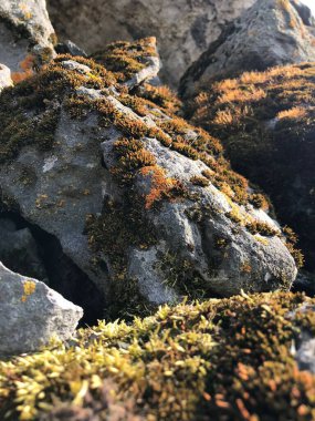 Güneşin altında yosun ve otlarla kaplı büyük kayaların yakın çekimi.