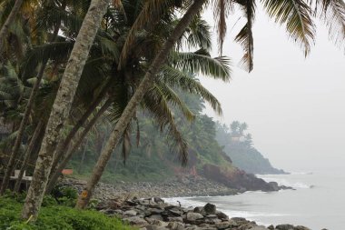 Bir denizin kayalık kıyısında yetişen palmiye ağaçları