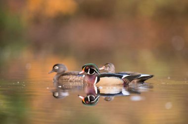 Wood Ducks 'ın suda yüzerken yakın plan bir fotoğrafı.