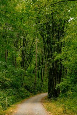 Sakin bir ormanda boş bir yolun dikey görüntüsü.