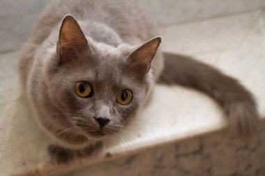 Şirin, tüylü bir Kartacalı kedinin yakın çekimi.