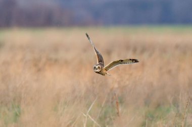 Bir tarlanın üzerinde uçan kısa kulaklı bir baykuş.