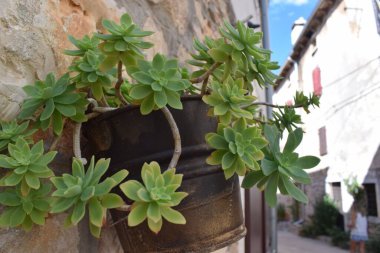 Greeb Sedum Palmeri. Metal saksı bitkisi. Dışarıdaki kayalık duvarda asılı.